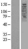 OR2W1 Human Over-expression Lysate
