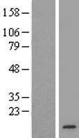 TMEM14B Human Over-expression Lysate