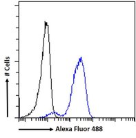 ITK antibody