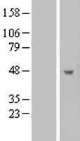 B3GNT5 Human Over-expression Lysate