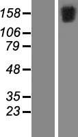 FSCB Human Over-expression Lysate