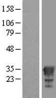 HAGHL Human Over-expression Lysate