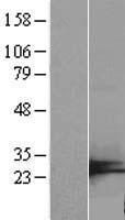 C7orf50 Human Over-expression Lysate