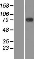 GFM2 Human Over-expression Lysate