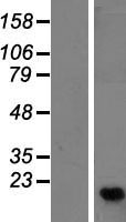 C16orf13 (METTL26) Human Over-expression Lysate