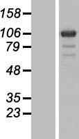 PGBD1 Human Over-expression Lysate