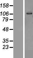 OSBPL6 Human Over-expression Lysate