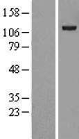 USP38 Human Over-expression Lysate