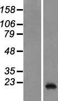 PTP4A3 Human Over-expression Lysate