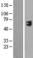 TTYH2 Human Over-expression Lysate