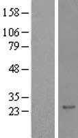 QRX (RAX2) Human Over-expression Lysate