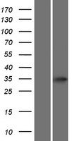 Protein atonal homolog 8 (ATOH8) Human Over-expression Lysate