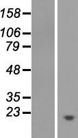 PYURF Human Over-expression Lysate