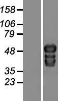 TOX2 Human Over-expression Lysate