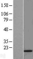 RPS24 Human Over-expression Lysate