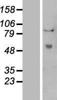PLAT Human Over-expression Lysate