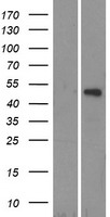 TRIM14 Human Over-expression Lysate
