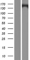 KCNH7 Human Over-expression Lysate