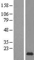 MRFAP1 Human Over-expression Lysate