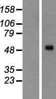 Melanopsin (OPN4) Human Over-expression Lysate