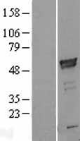 ARMC6 Human Over-expression Lysate