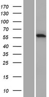 CARD9 Human Over-expression Lysate