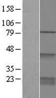 CDC42 Human Over-expression Lysate