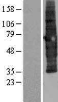 SCAMP3 Human Over-expression Lysate