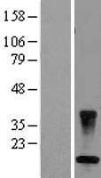 COP (CARD16) Human Over-expression Lysate