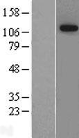 NIBAN1 Human Over-expression Lysate