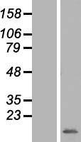 MRPS33 Human Over-expression Lysate