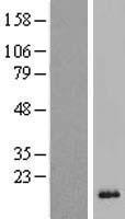 DEFB118 Human Over-expression Lysate