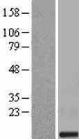 SMIM11 Human Over-expression Lysate