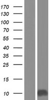 p15 INK4b (CDKN2B) Human Over-expression Lysate
