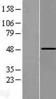 PCPTP1 (PTPRR) Human Over-expression Lysate