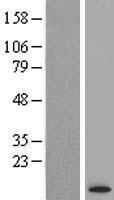 ATP6V1G3 Human Over-expression Lysate