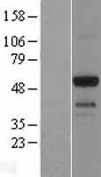 EMID1 Human Over-expression Lysate