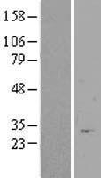 FAM71E1 Human Over-expression Lysate