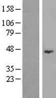 ABHD3 Human Over-expression Lysate
