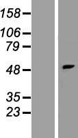 PNPLA5 Human Over-expression Lysate