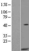 HIGD2A Human Over-expression Lysate