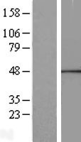CANT1 Human Over-expression Lysate