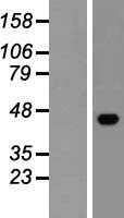 ESAM Human Over-expression Lysate