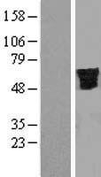SFRS12 (SREK1) Human Over-expression Lysate