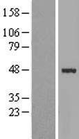 STARS (ABRA) Human Over-expression Lysate