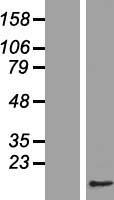CDC26 Human Over-expression Lysate