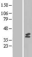 MTFMT Human Over-expression Lysate