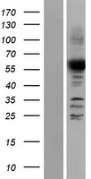 ANGEL2 Human Over-expression Lysate