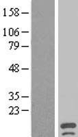 TSACC Human Over-expression Lysate