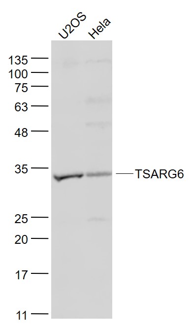 TSARG6 antibody